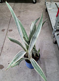 Sayuri Sansevieria